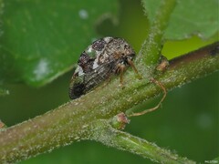 Cyrtolobus puritanus