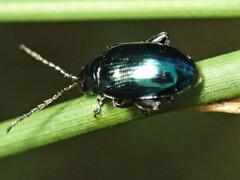Arsipoda chrysis