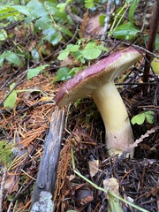 Russula placita