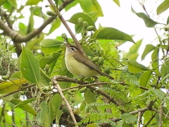 Vireo leucophrys
