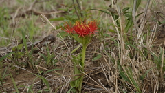 Scadoxus