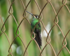 Heliodoxa leadbeateri