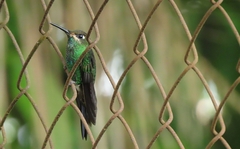 Heliodoxa leadbeateri