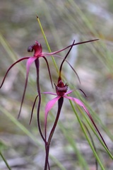 Caladenia formosa