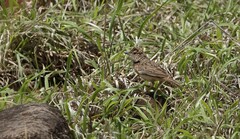 Mirafra rufocinnamomea