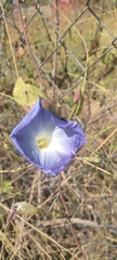 Ipomoea tricolor
