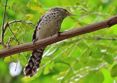 Campylorhynchus nuchalis