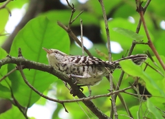 Campylorhynchus nuchalis