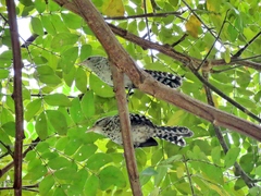 Campylorhynchus nuchalis