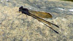 Argia tezpi
