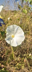 Ipomoea tricolor