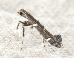 Caloptilia triadicae