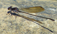 Argia tezpi