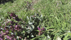 Mirabilis multiflora pubescens