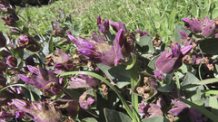 Mirabilis multiflora pubescens