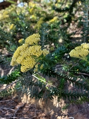 Cassinia denticulata
