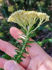 Cassinia denticulata