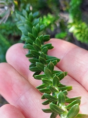 Cassinia denticulata