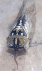 Megatibicen dealbatus