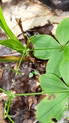 Galium kamtschaticum