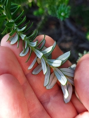 Cassinia denticulata