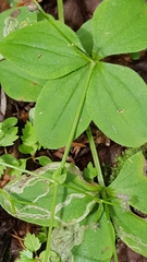 Galium kamtschaticum