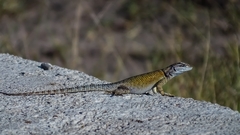 Sceloporus minor