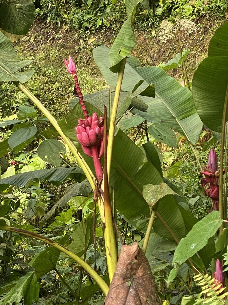 Pink Banana from Quito, Pichincha, EC on November 10, 2022 at 0741 AM