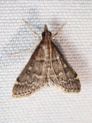 Steniodes declivalis