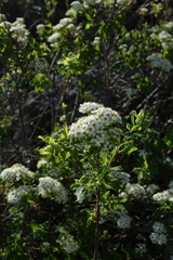 Spiraea media