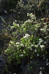 Spiraea media