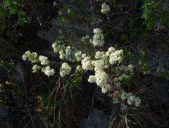Spiraea media