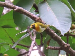 Hemithraupis guira