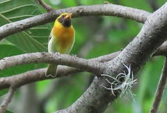 Hemithraupis guira