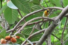 Hemithraupis guira