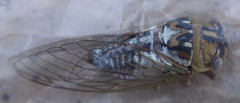 Megatibicen dealbatus