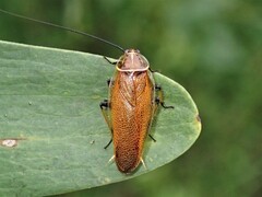 Ellipsidion humerale