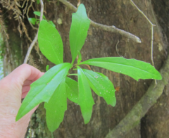 Brachyglottis kirkii