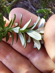Cassinia denticulata