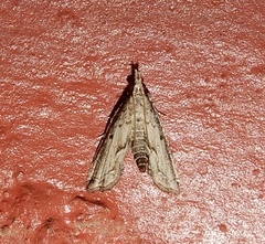 Diplopseustis