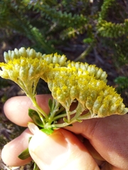 Cassinia denticulata