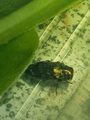 Diphucrania