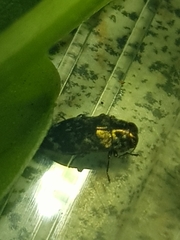Diphucrania