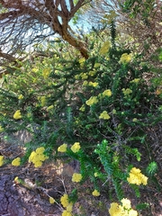 Cassinia denticulata