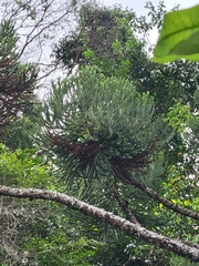 Araucaria