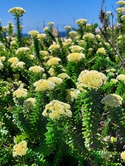 Cassinia denticulata