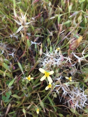 Microseris douglasii