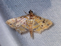 Ommatospila narcaeusalis