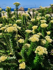 Cassinia denticulata