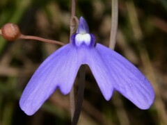Utricularia leptoplectra